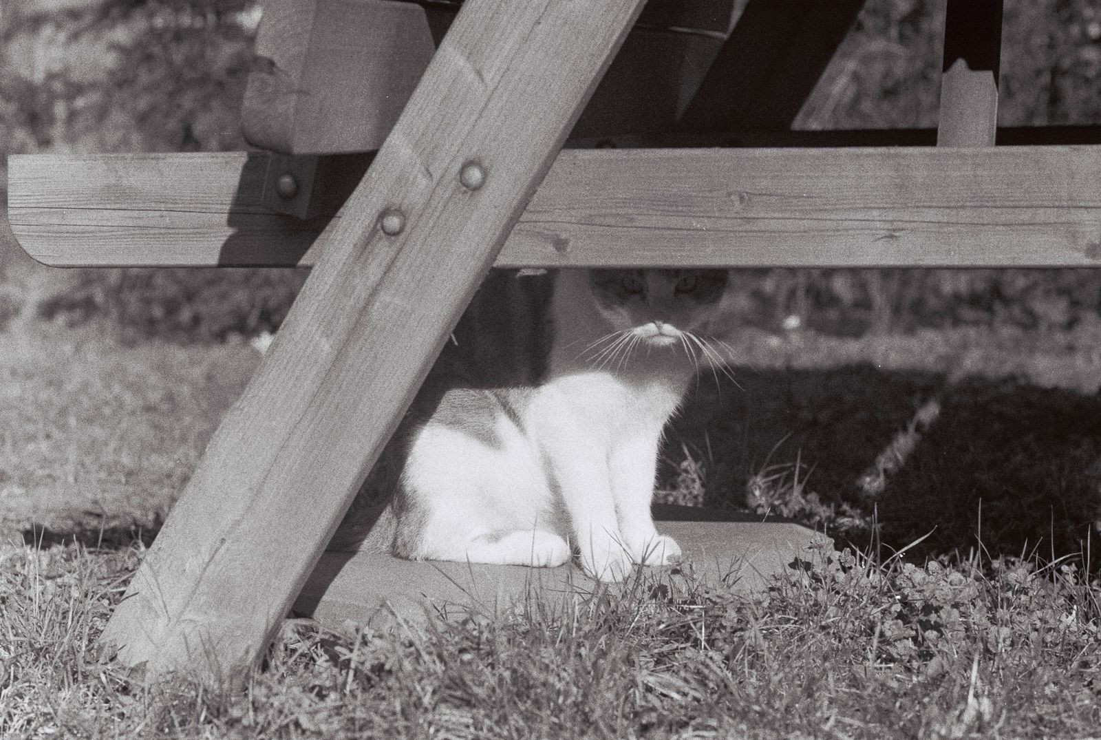 Glurende poes
