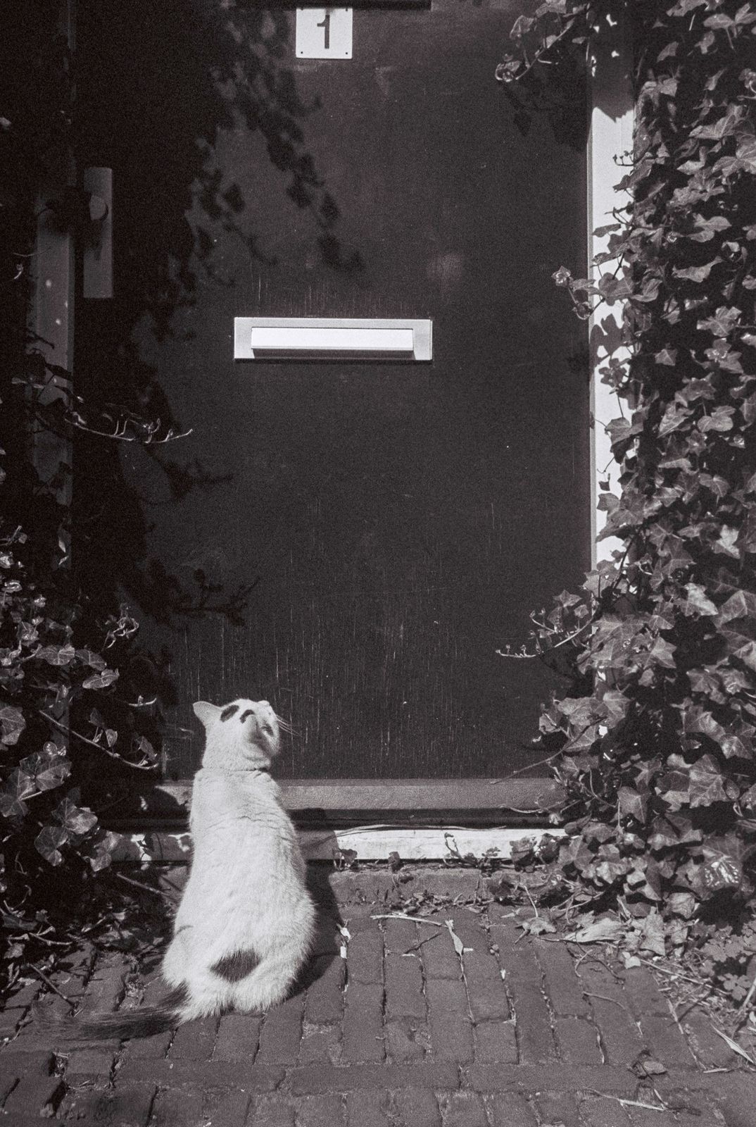 Let me in!